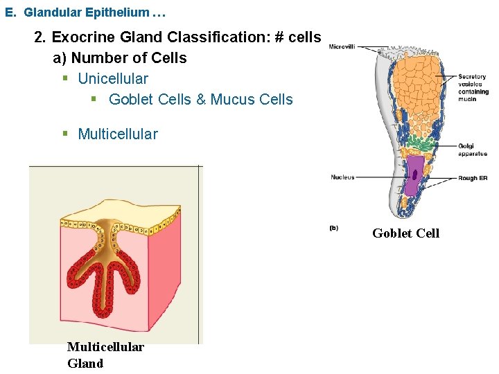 E. Glandular Epithelium … 2. Exocrine Gland Classification: # cells a) Number of Cells