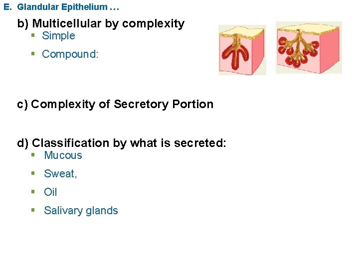 E. Glandular Epithelium … b) Multicellular by complexity § Simple § Compound: c) Complexity