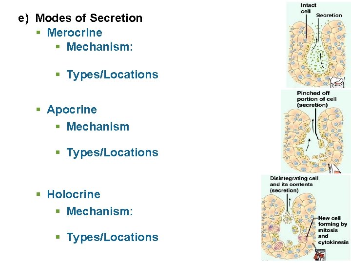 e) Modes of Secretion § Merocrine § Mechanism: § Types/Locations § Apocrine § Mechanism