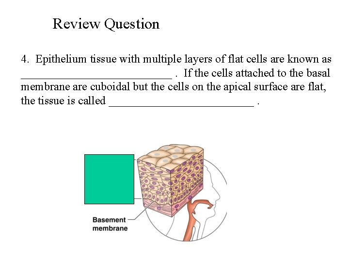 Review Question 4. Epithelium tissue with multiple layers of flat cells are known as