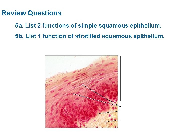 Review Questions 5 a. List 2 functions of simple squamous epithelium. 5 b. List