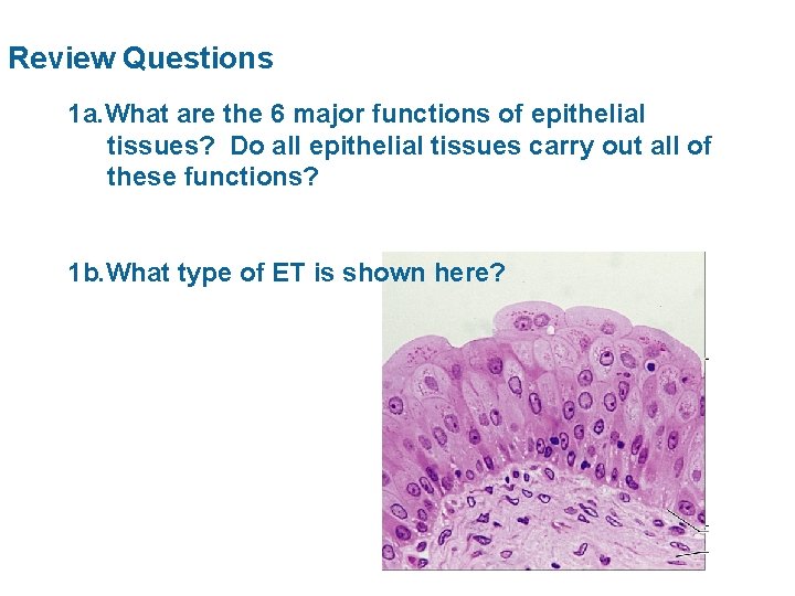 Review Questions 1 a. What are the 6 major functions of epithelial tissues? Do