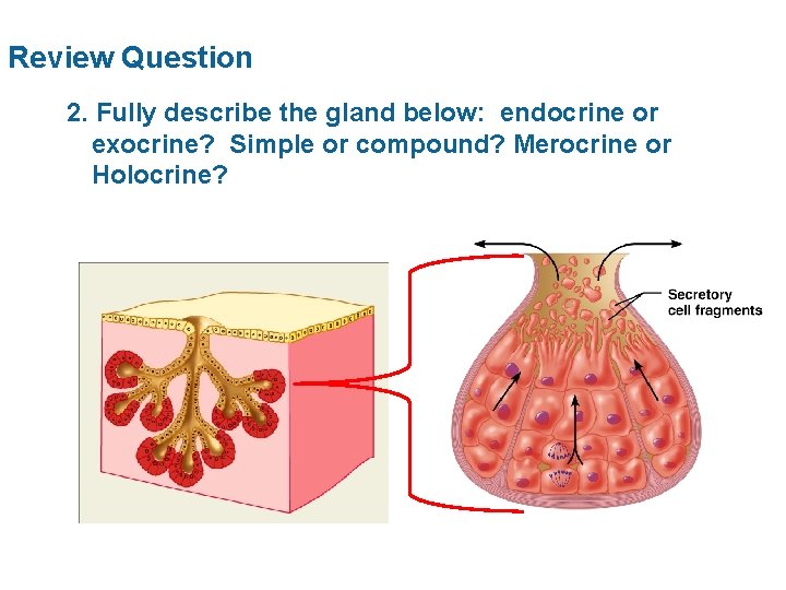 Review Question 2. Fully describe the gland below: endocrine or exocrine? Simple or compound?