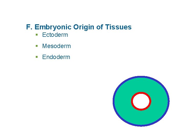 F. Embryonic Origin of Tissues § Ectoderm § Mesoderm § Endoderm 