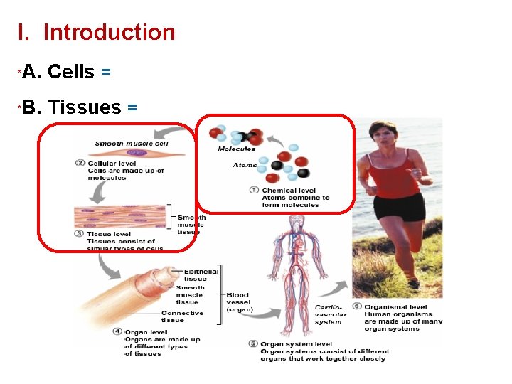 I. Introduction * A. Cells = * B. Tissues = 