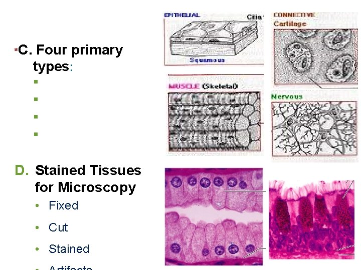 *C. Four primary types: § § D. Stained Tissues for Microscopy • Fixed •
