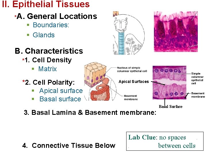 II. Epithelial Tissues *A. General Locations § Boundaries: § Glands B. Characteristics *1. Cell