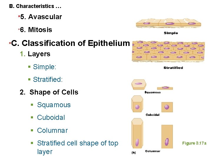 B. Characteristics … *5. Avascular *6. Mitosis *C. Classification of Epithelium 1. Layers §