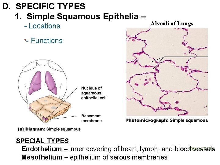 D. SPECIFIC TYPES 1. Simple Squamous Epithelia – - Locations *- Alveoli of Lungs