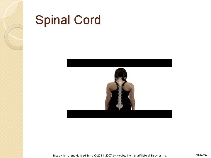 Spinal Cord Mosby items and derived items © 2011, 2007 by Mosby, Inc. ,