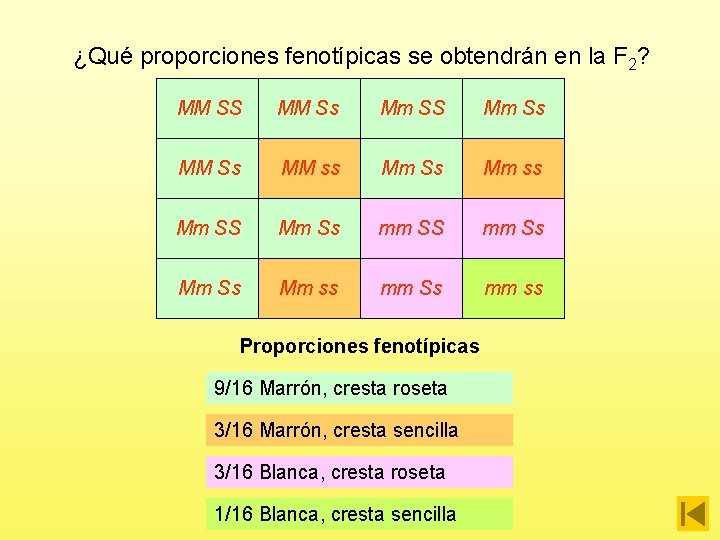 ¿Qué proporciones fenotípicas se obtendrán en la F 2? MM SS MM Ss Mm