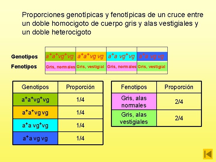 Proporciones genotípicas y fenotípicas de un cruce entre un doble homocigoto de cuerpo gris