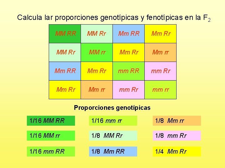 Calcula lar proporciones genotípicas y fenotípicas en la F 2 MM RR MM Rr