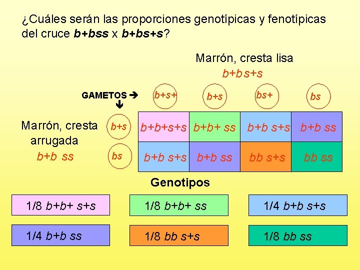 ¿Cuáles serán las proporciones genotípicas y fenotípicas del cruce b+bss x b+bs+s? Marrón, cresta