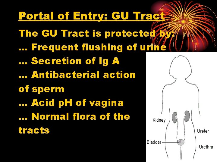 Portal of Entry: GU Tract The GU Tract is protected by: … Frequent flushing
