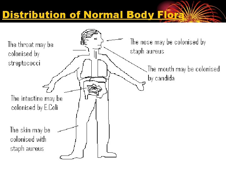 Distribution of Normal Body Flora 