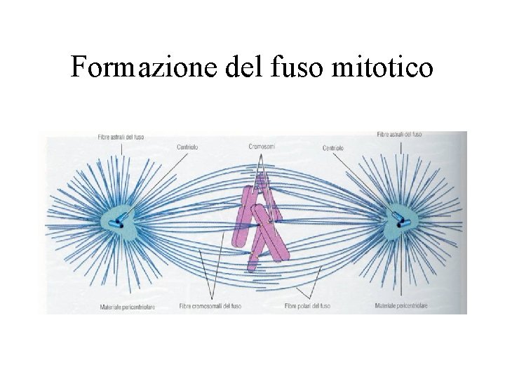 Formazione del fuso mitotico 