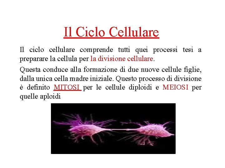 Il Ciclo Cellulare Il ciclo cellulare comprende tutti quei processi tesi a preparare la