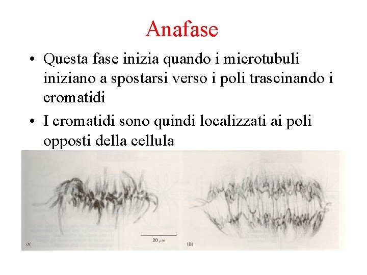 Anafase • Questa fase inizia quando i microtubuli iniziano a spostarsi verso i poli