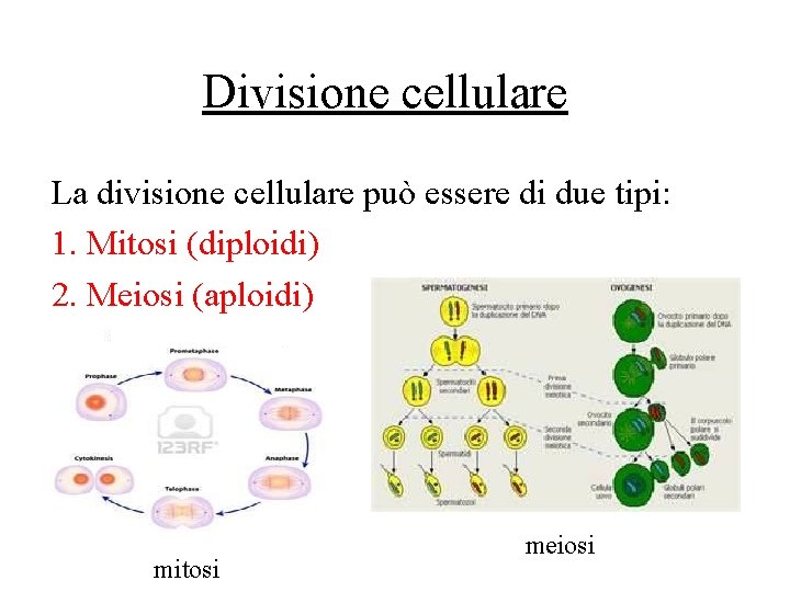 Divisione cellulare La divisione cellulare può essere di due tipi: 1. Mitosi (diploidi) 2.