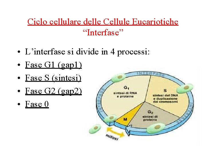Ciclo cellulare delle Cellule Eucariotiche “Interfase” • • • L’interfase si divide in 4