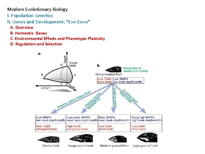 Modern Evolutionary Biology I. Population Genetics II. Genes and Development: "Evo-Devo" A. Overview B.