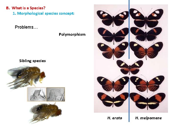 B. What is a Species? 1. Morphological species concept: Problems… Polymorphism Sibling species H.