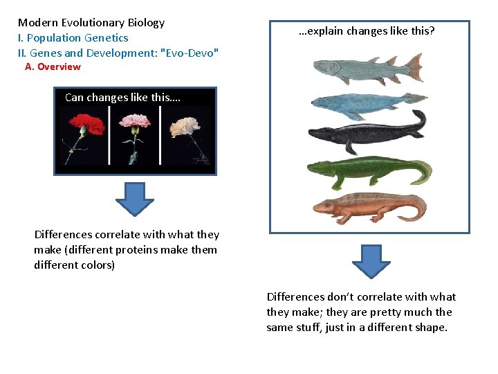 Modern Evolutionary Biology I. Population Genetics II. Genes and Development: "Evo-Devo" …explain changes like