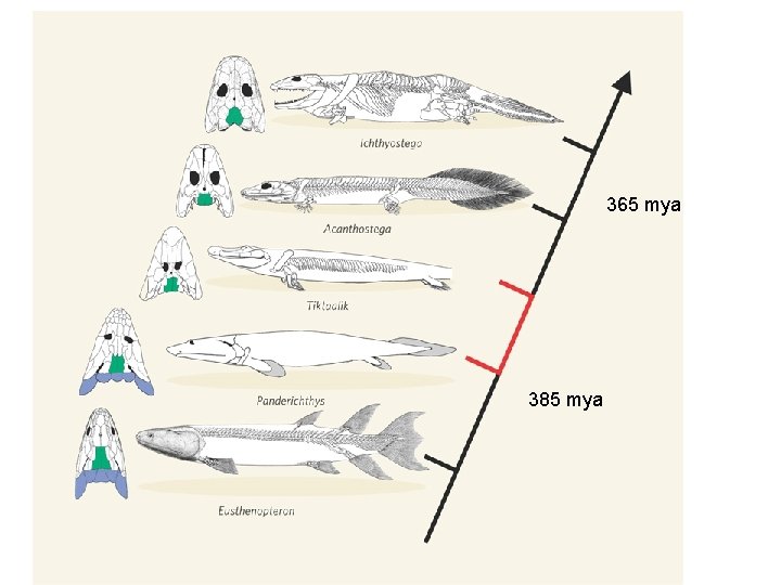 D. Devonian (417 -354 mya) - Placoderms - Sharks - Lobe-finned Fishes 365 mya
