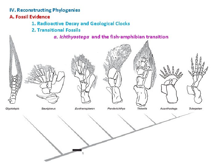 IV. Reconstructing Phylogenies A. Fossil Evidence 1. Radioactive Decay and Geological Clocks 2. Transitional