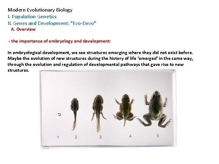 Modern Evolutionary Biology I. Population Genetics II. Genes and Development: "Evo-Devo" A. Overview -