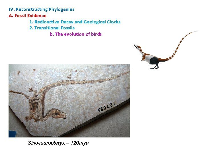 IV. Reconstructing Phylogenies A. Fossil Evidence 1. Radioactive Decay and Geological Clocks 2. Transitional
