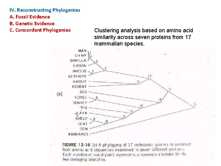 IV. Reconstructing Phylogenies A. Fossil Evidence B. Genetic Evidence C. Concordant Phylogenies Clustering analysis