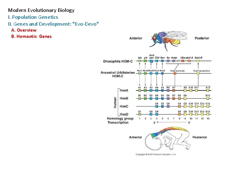 Modern Evolutionary Biology I. Population Genetics II. Genes and Development: "Evo-Devo" A. Overview B.