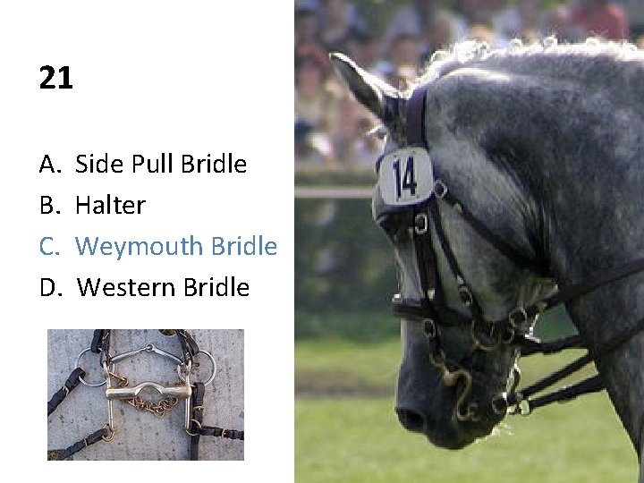 21 A. B. C. D. Side Pull Bridle Halter Weymouth Bridle Western Bridle 
