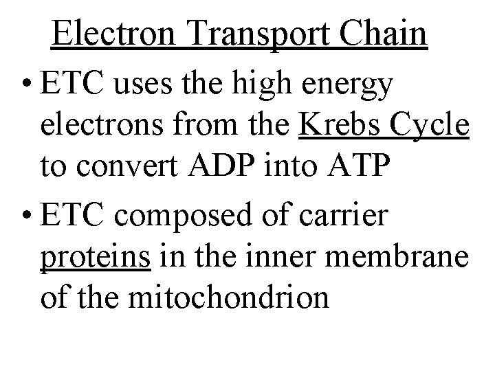 Electron Transport Chain • ETC uses the high energy electrons from the Krebs Cycle