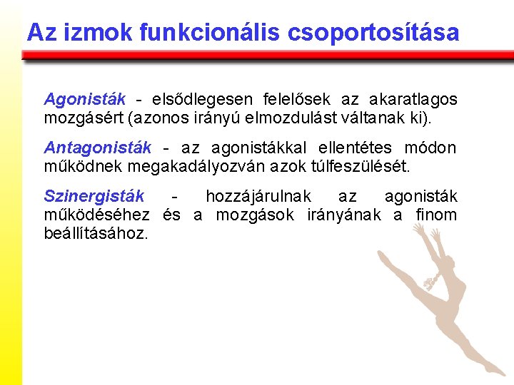 Az izmok funkcionális csoportosítása Agonisták - elsődlegesen felelősek az akaratlagos mozgásért (azonos irányú elmozdulást