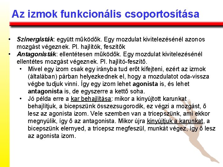 Az izmok funkcionális csoportosítása • Szinergisták: együtt működők. Egy mozdulat kivitelezésénél azonos mozgást végeznek.