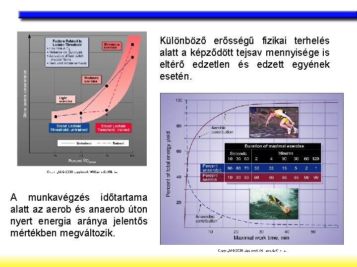 Különböző erősségű fizikai terhelés alatt a képződött tejsav mennyisége is eltérő edzetlen és edzett