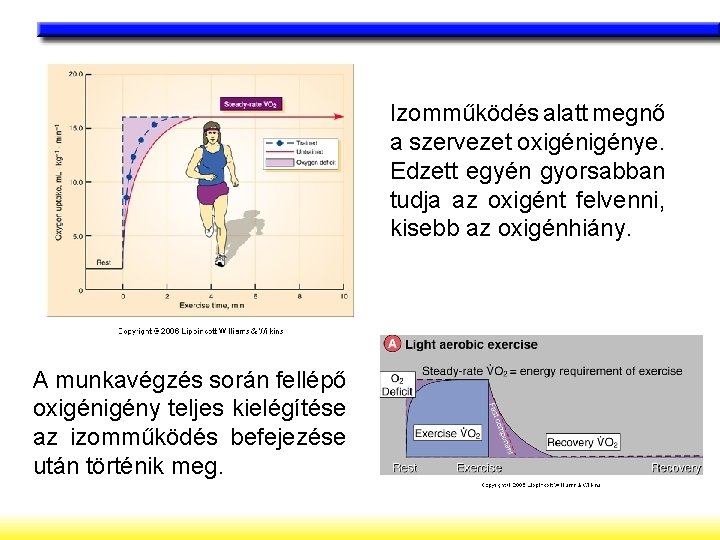 Izomműködés alatt megnő a szervezet oxigénye. Edzett egyén gyorsabban tudja az oxigént felvenni, kisebb