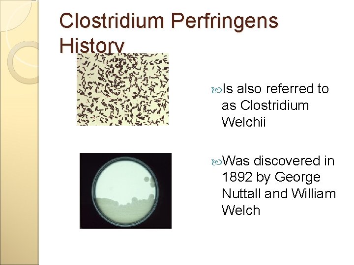 Clostridium Perfringens History Is also referred to as Clostridium Welchii Was discovered in 1892