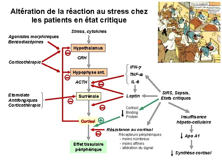 Altération de la réaction au stress chez les patients en état critique Stress, cytokines