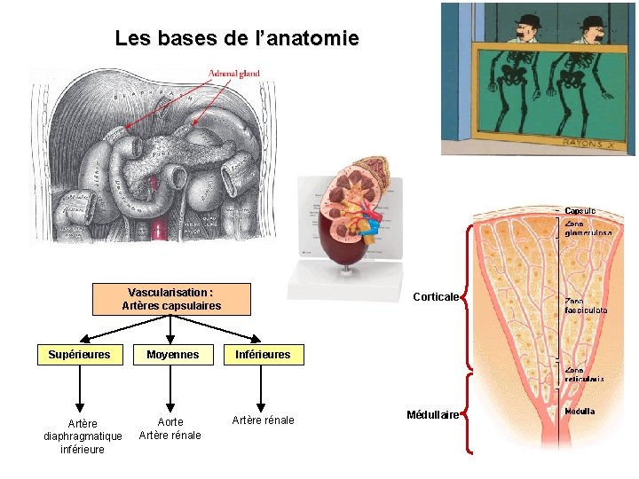 Les bases de l’anatomie Vascularisation : Artères capsulaires Corticale Supérieures Moyennes Inférieures Artère diaphragmatique