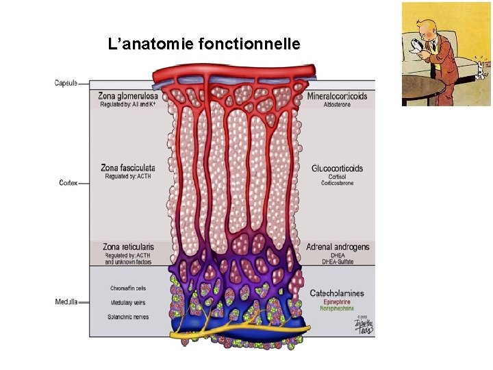L’anatomie fonctionnelle 