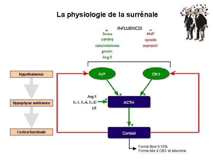 La physiologie de la surrénale Hypothalamus Hypophyse antérieure Cortico. Surrénale Forme libre 5 -10%