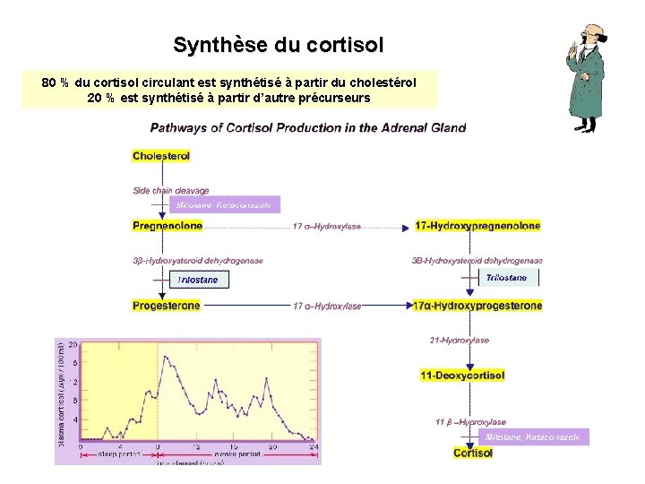 Synthèse du cortisol 80 % du cortisol circulant est synthétisé à partir du cholestérol