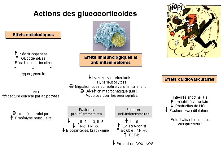 Actions des glucocorticoides Effets métaboliques Néoglucogenèse Glycogénolyse Résistance à l’insuline Hyperglycémie Lipolyse capture glucose