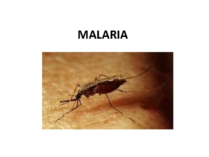 MALARIA 