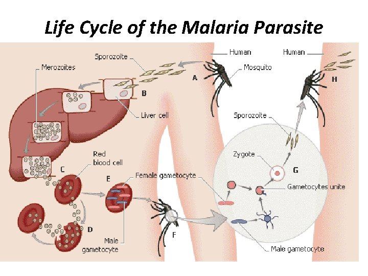 Life Cycle of the Malaria Parasite 