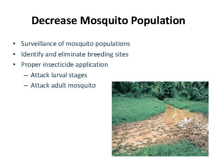 Decrease Mosquito Population • Surveillance of mosquito populations • Identify and eliminate breeding sites